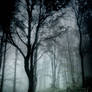 dark in forest