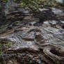 Meaningless pictures of dead trees - 7