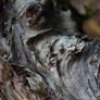 Meaningless pictures of dead trees - 17