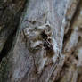 Meaningless pictures of dead trees - 21