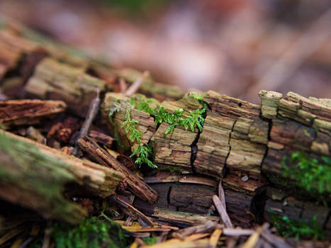 Meaningless pictures of dead trees - 49