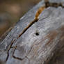 Meaningless pictures of dead trees - 59