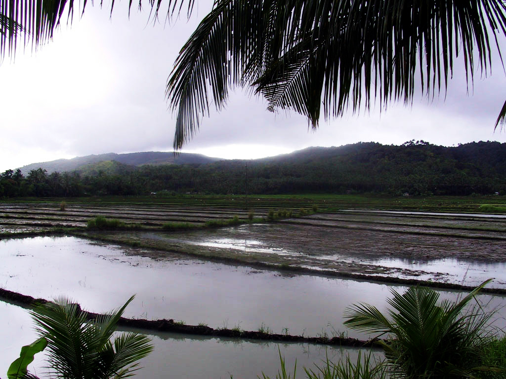 Philippines - IloIlo Ricefield