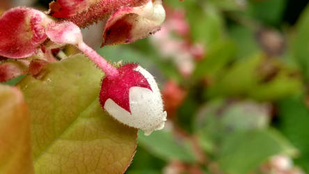 Oregon Huckleberry