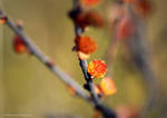 Fall's In Bloom by photofreak385