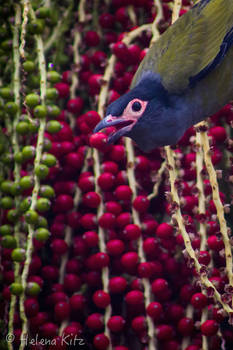 Australasian Figbird