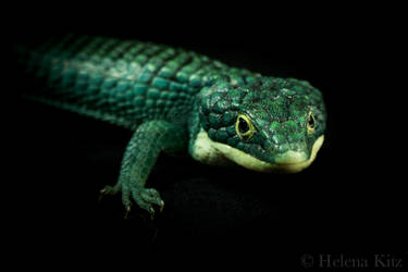 Abronia