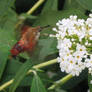 sesiidae and buddleia