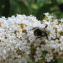 bee on white buddleia