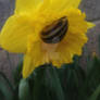 Daffodilling snail vers 3