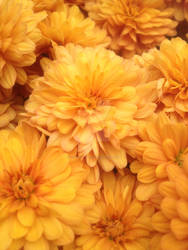 golden mums