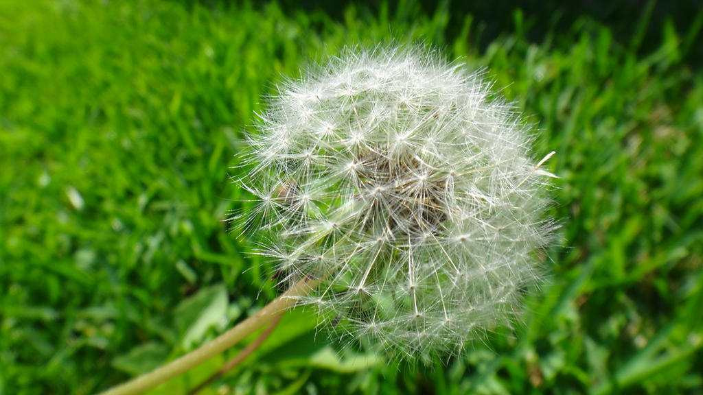 Another Dandelion