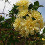 Yellow Flowers Against Sky