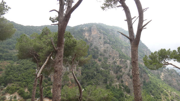 Mountain Behind Trees