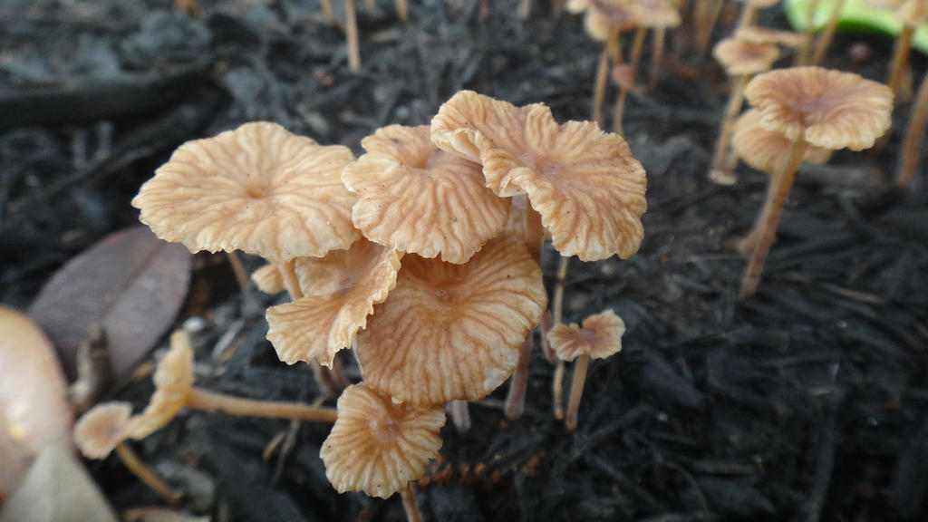 Cluster of Mushrooms by AnonymousRabbitLover Cluster of Mushrooms by AnonymousRabbitLover