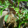 Tiny Flowers in the Sunlight