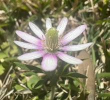 Purple and White Flower