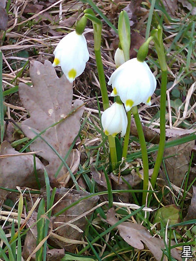 +Postcard Feeling+ Snowdrop by Astre on DeviantArt