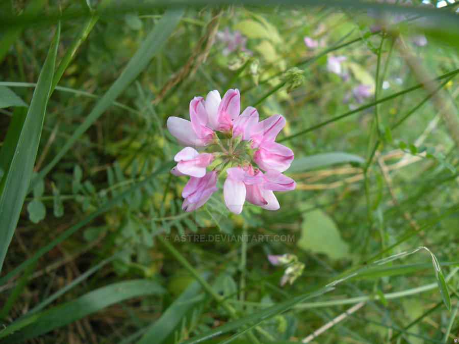 +Wanderings in Nature+ Crown Flower