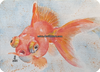 [Fantail Goldfish]