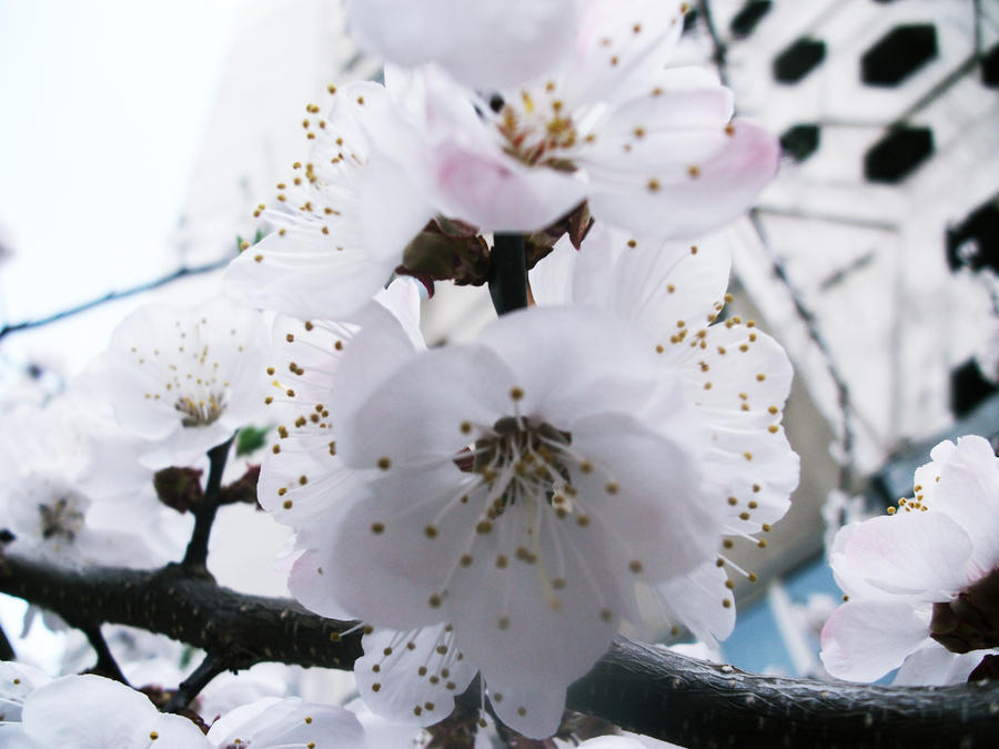 white flowers