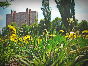 dandelions 2013