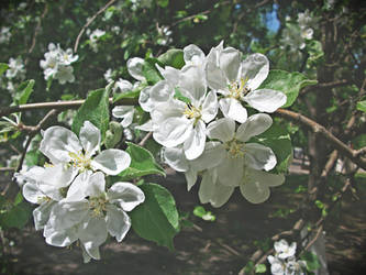 Apple Blossom 2013 vol.9 by ladylerika