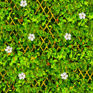 Overgrown Fence2