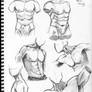 male torso study