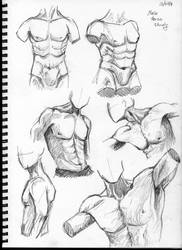 male torso study