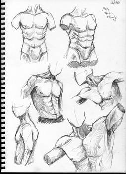 male torso study