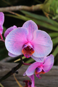 Orchid in my
