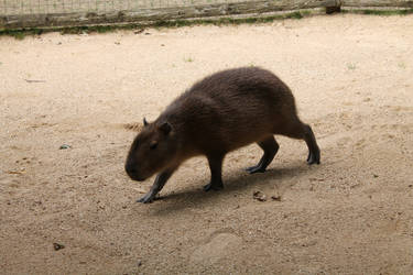 Capybara Sleuth