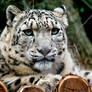 Snow Leopard I