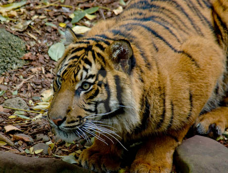 Crouching Tiger, Hidden Camera