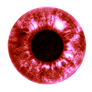 Iris 37