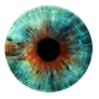 Iris 42