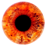 Iris 48