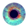 Iris 49