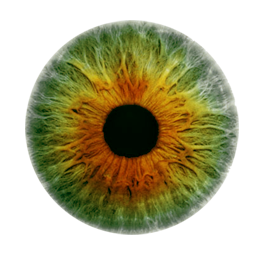 Iris 53