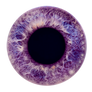 Iris 55