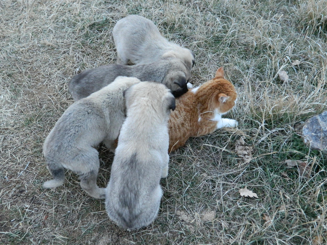 This cat loves dogs