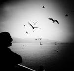 Seagull go and fly. by cellists