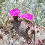 Blooming Cactus