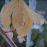 Frosty Maple Leaf (Darker)