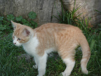 A red and white cat