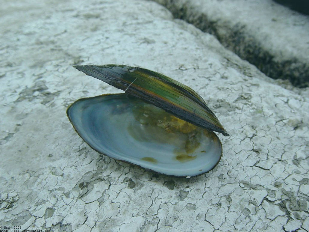 Shell by Sad- on DeviantArt
