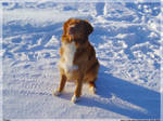 Doggy I by Sad-