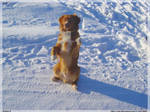 Doggy II by Sad-