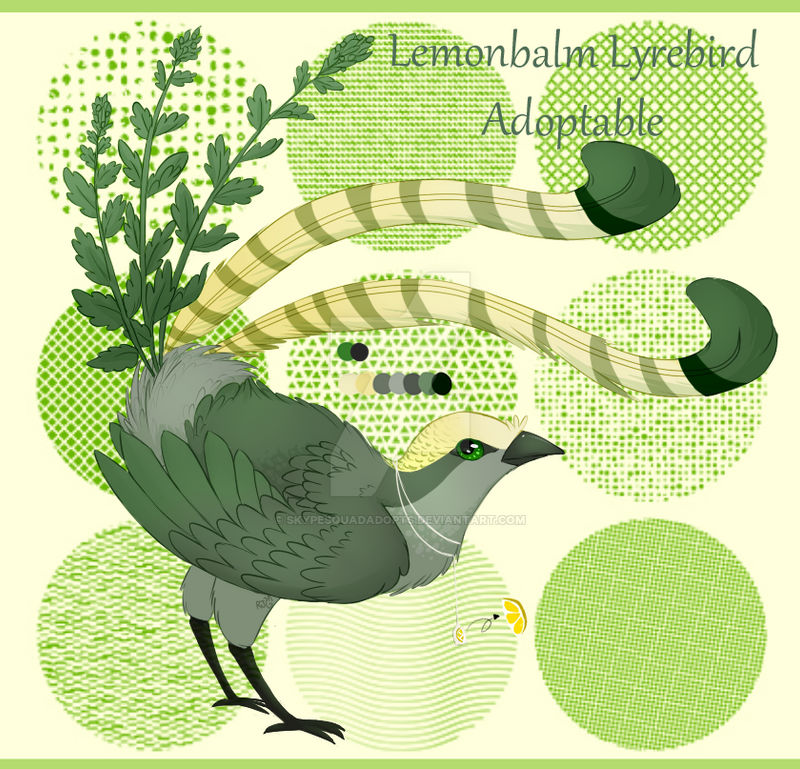 Lemon balm Lyrebird Adoptable (OPEN)